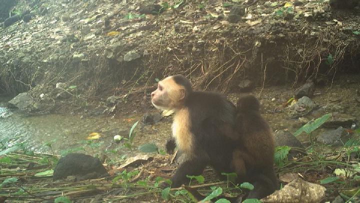 Monyet Muda di Hutan Panama Punya Tren Perilaku Baru: Menculik Bayi Monyet Lain