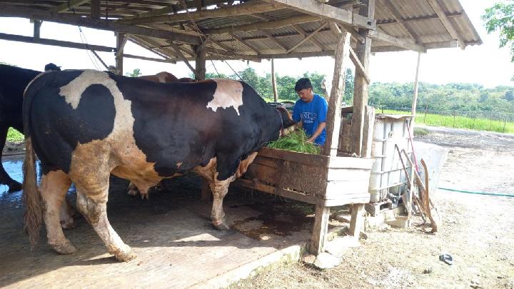 Prabowo Buys 1.6-Ton Cow for Eid al-Adha at Rp90 Million from Local Farmer