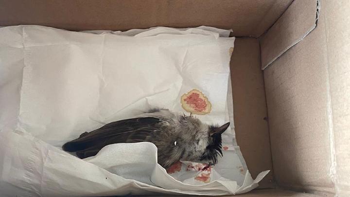 Toba Environmental Activist Receives Bird Carcass in Suspected Terror Act