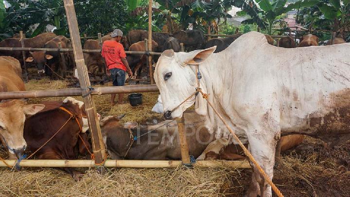How to Choose Healthy Qurban Animals for Eid al-Adha, According to IPB Expert