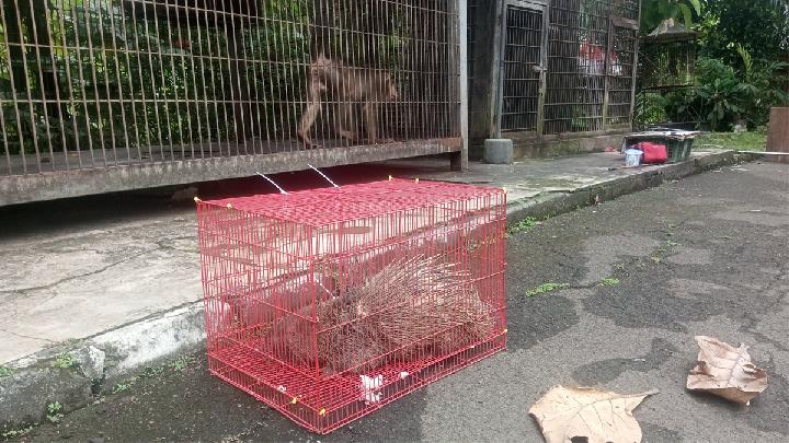 Sejumlah Satwa Langka Disita Petugas BBKSDA di Cileungsi
