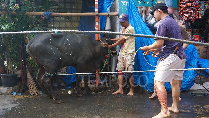 Kuota Pengiriman Sapi Bali Cepat Habis Menjelang Kurban