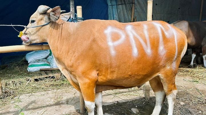 HUT ke 26 PNM, Teruskan Bentuk Syukur Lewat Sedekah Kurban di 26 Titik