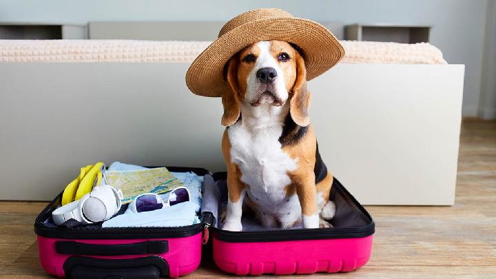 Planning a Trip with Your Pet? Here Are 8 Must-Know Tips