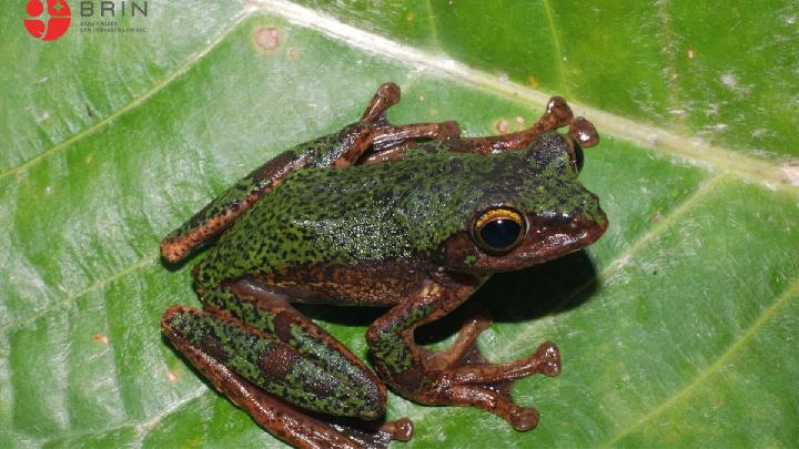 New Tree Frog Species Identified in Sulawesi by BRIN Scientists