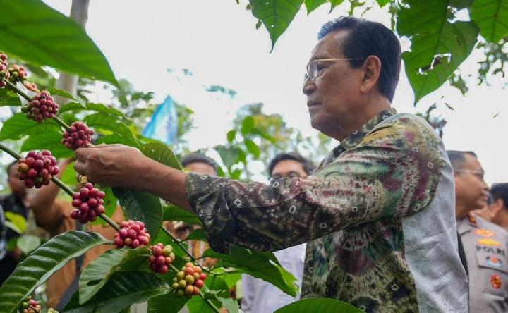 Raja Keraton yang juga Gubernur DIY Sri Sultan HB X saat turut memanen perdana kopi di Kecamatan Cangkringan, kawasan lereng Gunung Merapi Sleman Yogyakarta, Minggu (15/6). Dok. Pemda Sleman