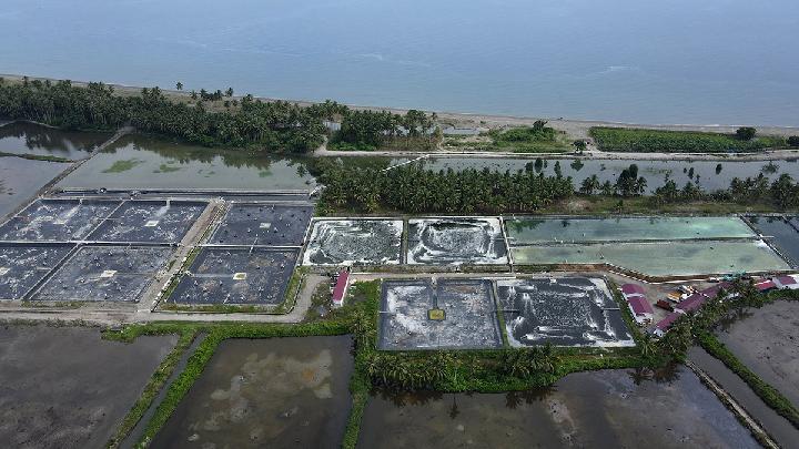 Tambak budi daya udang vaname di Lalombi, Donggala, Sulawesi Tengah.  Dok.Konservasi Indonesia/Eko Siswono Toyudho