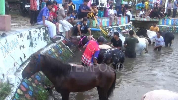 Ritual memandikan kuda malam jumat kliwon di Sungai Surakatiga, Kuningan, Jawa Barat, Kamis 25 Juni 2025. Tempo/Ivansyah