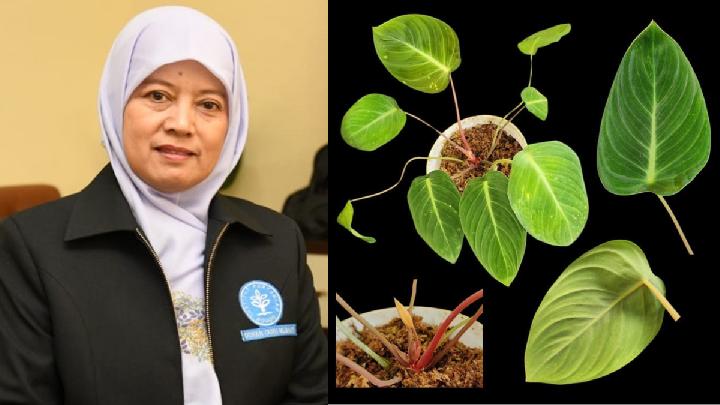 Guru Besar IPB University, Prof Tatik Chikmawati resmi diabadikan namanya sebagai nama ilmiah spesies tumbuhan baru dari famili Araceae (aroid). Dok. Humas IPB University