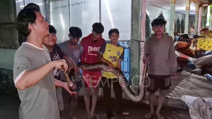Evakuasi ular sanca yang masuk permukiman warga di RT 04/RW 04 Kelurahan Cilangkap, Kecamatan Tapos, Kota Depok, Jawa Barat, 9 Juli 2025. Tempo/Ricky Juliansyah