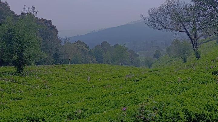 Kebun Teh Sukawana di Kabupaten Bandung Barat. Jundi Adabi untuk Tempo