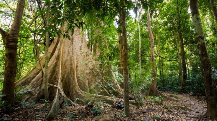 Taman Nasional Khao Phanom Bencha, Thailand (thailnationalpark.com)