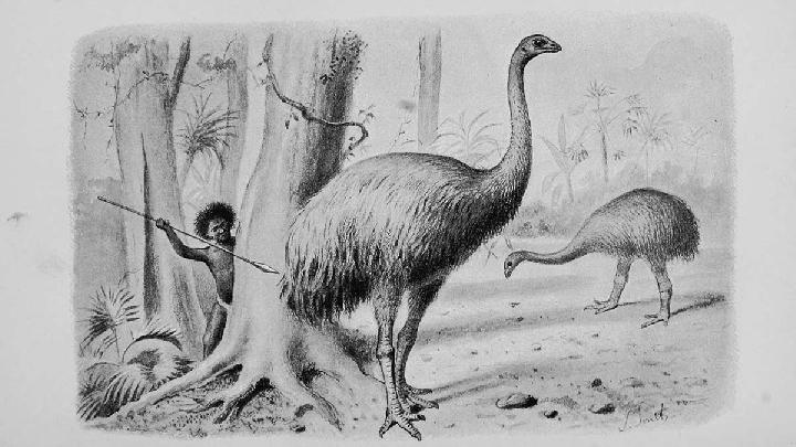 US Company to Resurrect Moa 'Dino-Bird' Within 10 Years