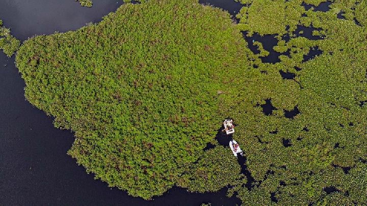 Hama tanaman eceng gondok di Situ Gunung Putri, Kabupaten Bogor,  Jawa Barat, 18 Juli 2025. Antara/Yulius Satria Wijaya