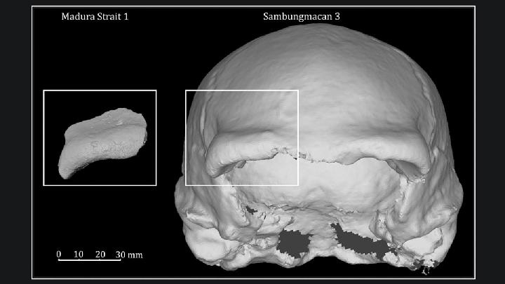 Indonesia Reclaims Homo Erectus Fossils from Dutch Museum