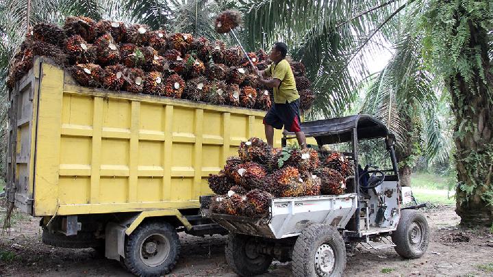 When Oil Palms Become Trees