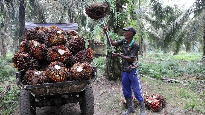 Indonesia's CPO Exports to EU Hit with 0% Tariffs Following IEU-CEPA Deal