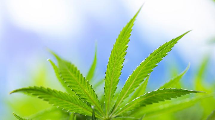 80,000 in Aceh Affected by Marijuana Use, Warns BNNP