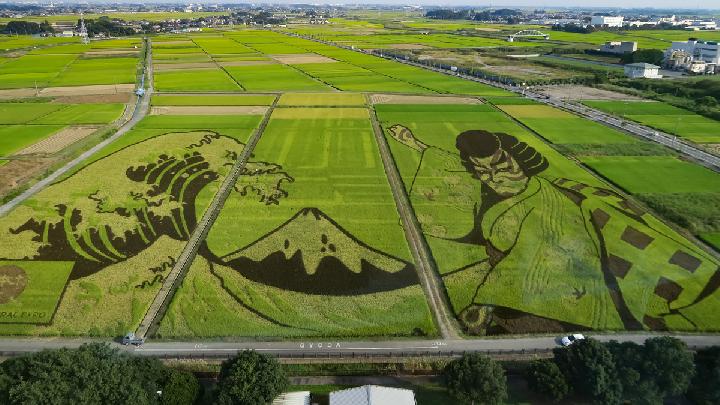 Tanbo Art: The Breathtaking Rice Field Murals of Japan