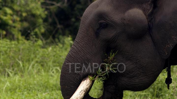 Selin vurduğu Pidie Jaya’da Sumatra fili ölü bulundu