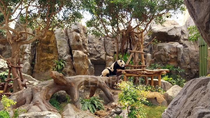Meet the Giant Panda Family Up Close at Ocean Park Hong Kong