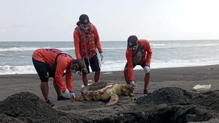 Petugas menemukan bangkai penyu di Pantai Baru, Bantul, Yogyakarta Minggu (3/8/2025). Dok. Satlinmas Wilayah IV Bantul