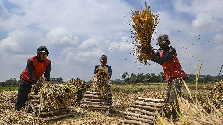 Cerita Petani di Indramayu soal Penurunan Harga Gabah: Tapi Tetap di Atas HPP