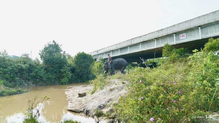 Underpass Gajah Bukti Harmoni Antara Pembangunan dan Konservasi oleh Hutama Karya