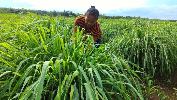 Pertamina Bina UMKM DDistillers, Ubah Lahan Kritis Jadi Lapangan Kerja