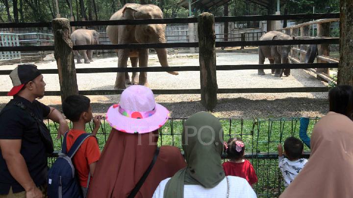 Ragunan Noel Günü 50 bin turist tarafından ziyaret ediliyor