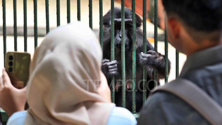 Kebun Binatang Ragunan Mulai Buka Malam Hari, Siapkan Satwa Nokturnal