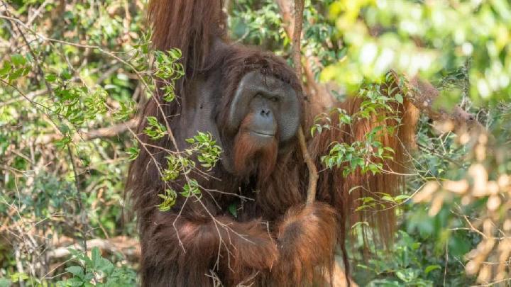 Geopix Deems Transfer of Indonesian Wildlife to India Unethical