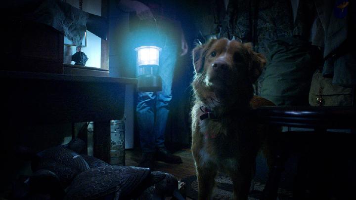 Sinopsis Film Horor Good Boy, Hadirkan Teror dari Sudut Pandang Anjing