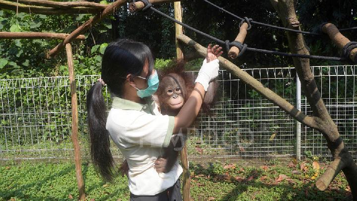 Study: Orangutans Need Years of Guidance to Learn How to Eat