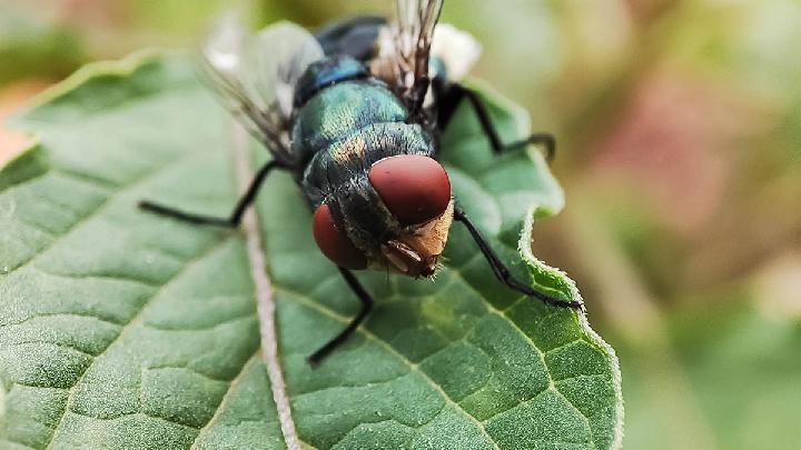 First Case in the US, Patient Died from a Maggot Infection