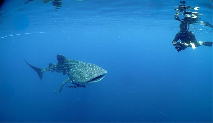 Juvenile Whale Shark Strandings in Indonesia Have Risen Fivefold Since 2020