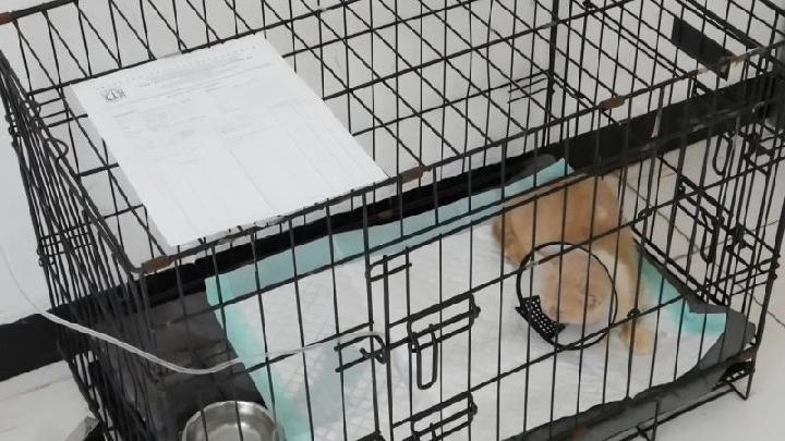 Kucing Uya Kuya yang Telantar Usai Penjarahan Kini Dirawat Puskesmas Hewan Ragunan