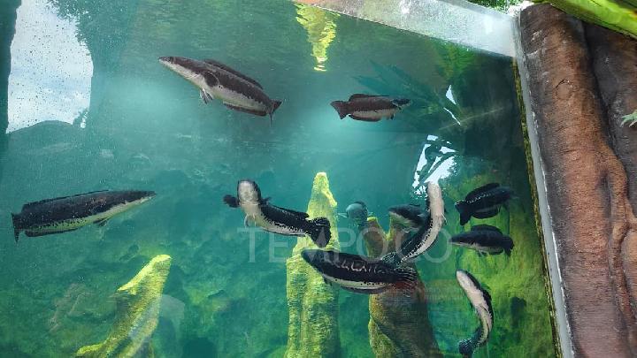 10 Fun Activities to Enjoy at Marine Safari Bali