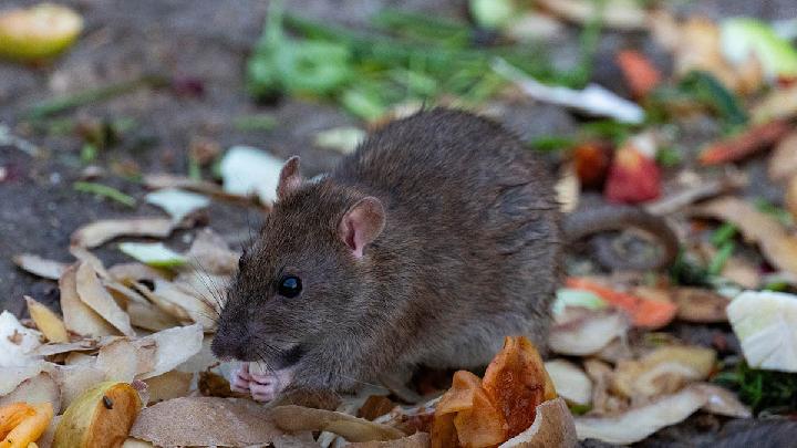 BRIN Warns of Possible Return of Plague in Indonesia