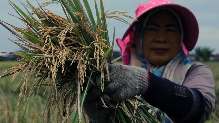 Statistics Indonesia Projects 4.1 Million-Ton Increase in 2025 Rice Production