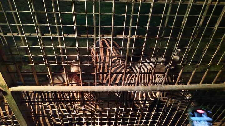 Explore Wildlife After Dark in Bali Safari Park's Night Safari