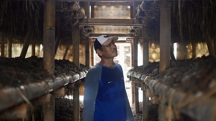 PLTS Pertamina Berdayakan Petani Jamur Karawang Lewat Desa Energi Berdikari