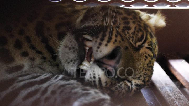 Seekor macan tutul Jawa (Panthera pardus melas) terbius di kandang evakuasi di Hotel Anugerah, Bandung, 6 Oktober 2025. Macan tutul yang dilaporkan berada di dalam hotel pada pagi hari ini akan diobservasi oleh BKSDA Jawa Barat sebelum dilepasliarkan kembali ke alam bebas. Tempo/Prima Mulia