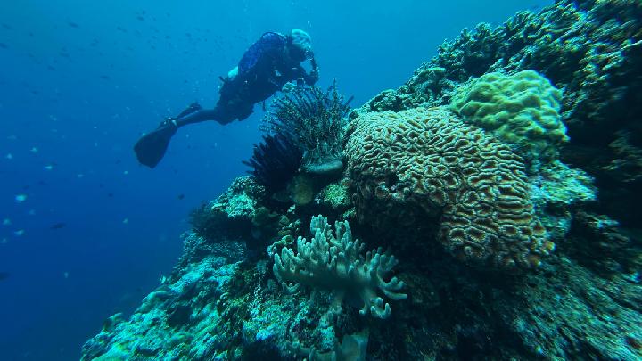 How Sea Temperature Spike Threatens Coral Reefs