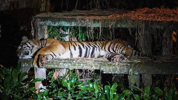 Pramono: Yem alınırsa kaplanı kafesten çıkaracağım