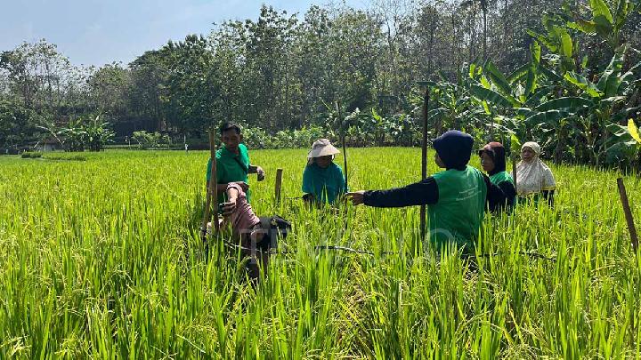 Cara Petani Boyolali Genjot Produksi Beras dengan Metode Tanam Berkelanjutan