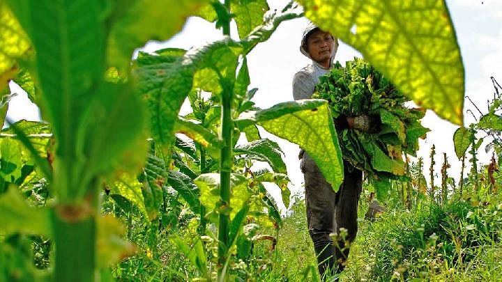 Rukki: Pemerintah Harus Batasi Interaksi dengan Industri Tembakau
