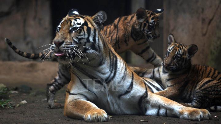 Two Bengal Tiger Cubs Died at Bandung Zoo