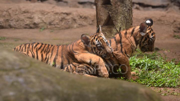 Playful Moment of Two Bengal Tiger Cubs at Bandung Zoo