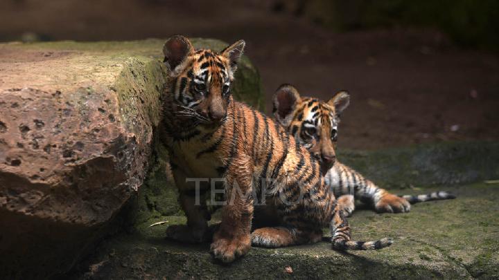 How a Deadly Virus Killed Two Tiger Cubs at Bandung Zoo
